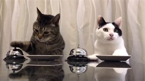 chat vidéo gratuit.